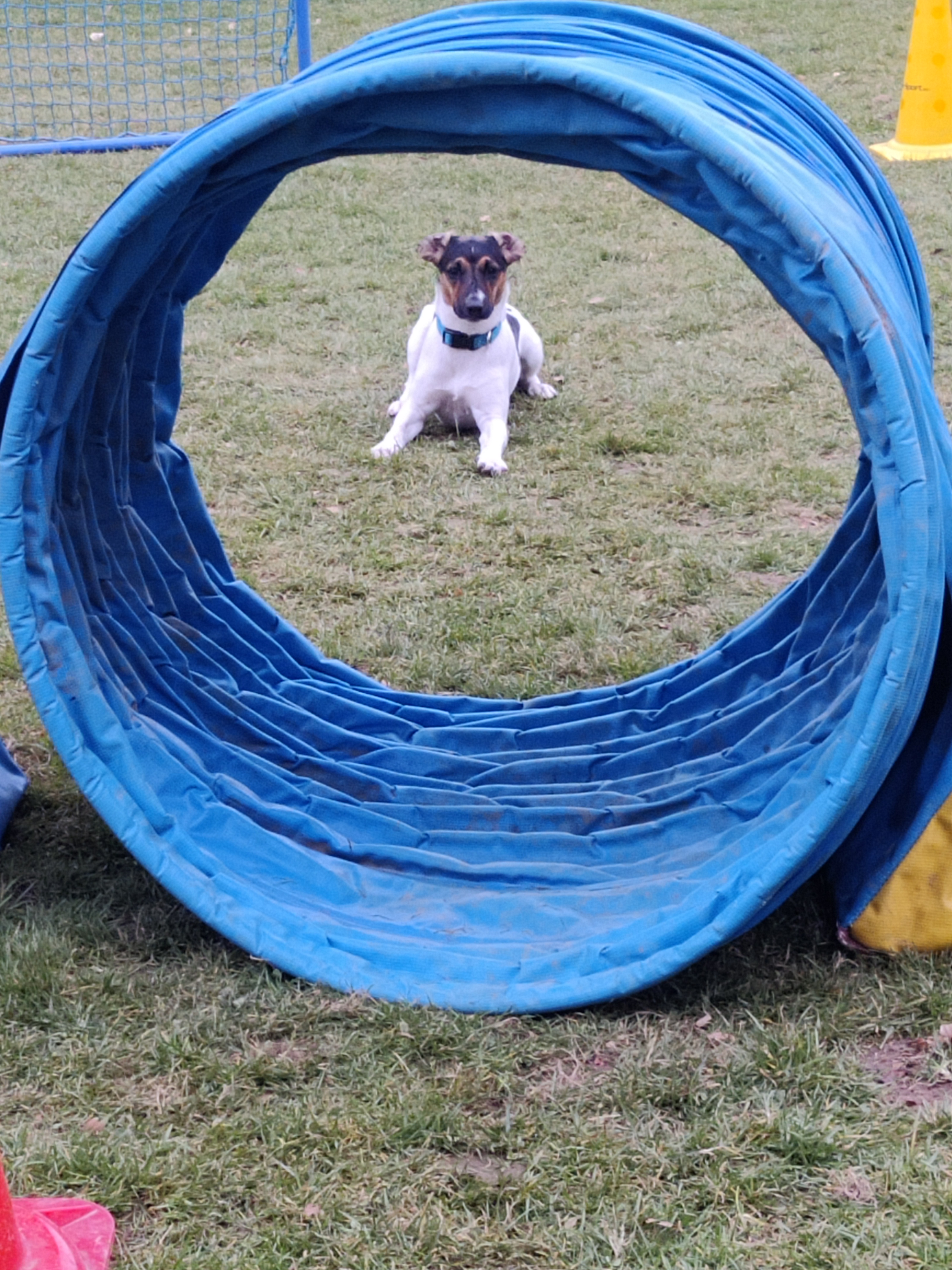 Hund blickt durch einen blauen Tunnel